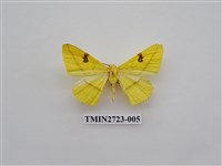 藏品(尺蛾278)的圖片